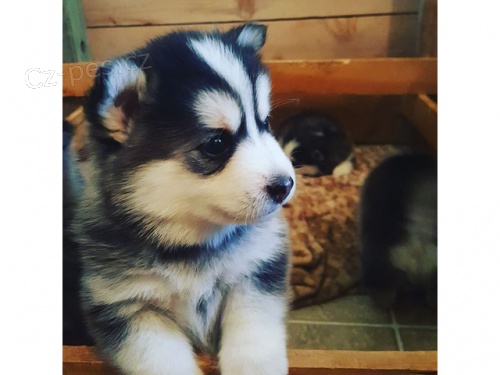 Pomsky a Sibi�sk� husky �t��ata