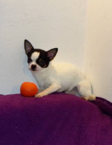 �ivava s PP - pejsci