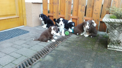 Bearded Collie zad�m �t���tka 