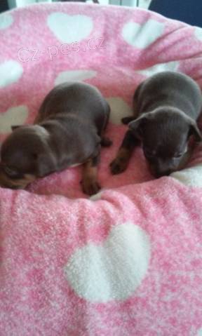 Pra�sk� krysa��k s PP �t��ata hn�d� barvy