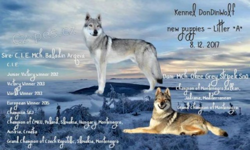 �eskoslovensk� vl��k s PP - Aminata Lee DonDinWolf