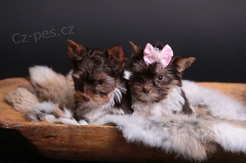 Barevn� jork��rkov� s rodokmeny