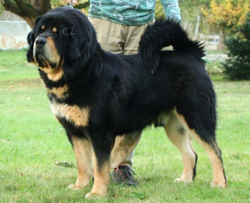 Tibetsk� doga �t��ata s PP 2018/19