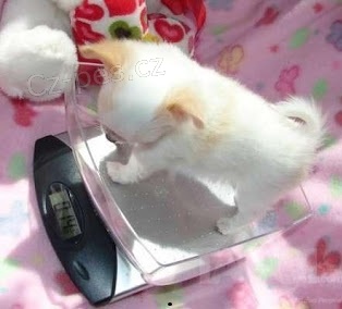 �ivava - fene�ka s pp