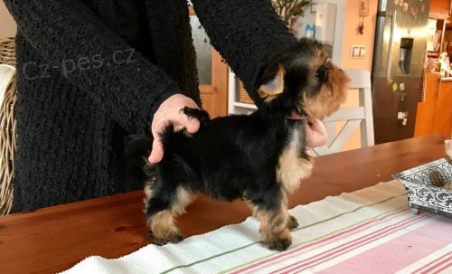 Jork��rsk� terier