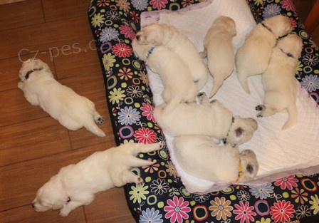 Slovensk� �uva� - �t��ata s PP - voln� 3 hol�i�ky