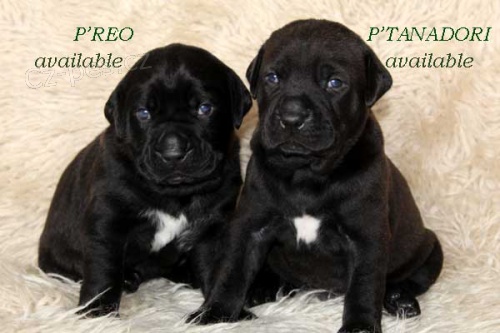 Tosa inu  -  �ern� �t��ata s PP