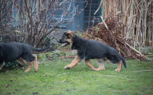 N�meck� ov��k �t��ata odb�r ihned