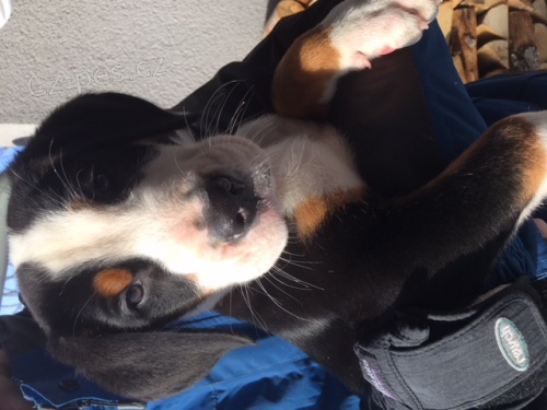 �t�n� velk� �v�carsk� sala�nick� pes