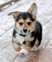 �t���tka Pembroke Welsh Corgi