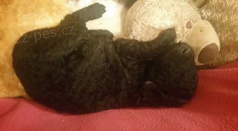 �t�n� Curly coated retrievera