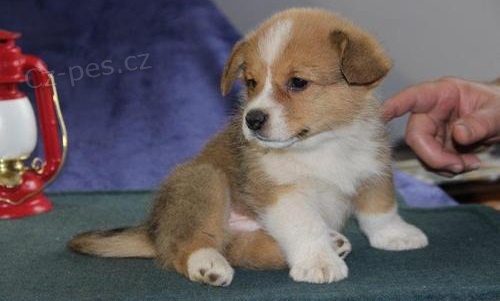 Pembroke welsh corgi �t��ata.