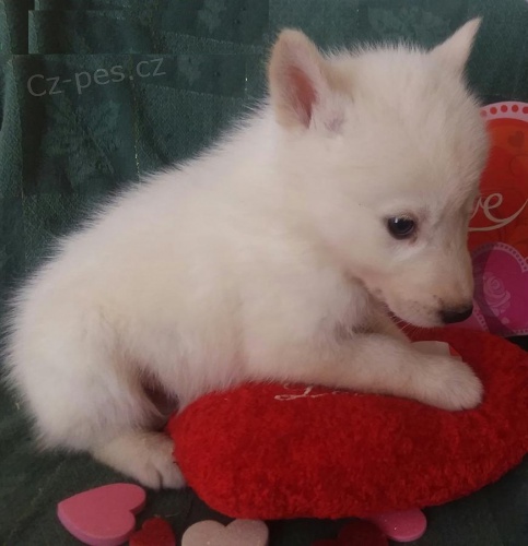 �t�n� vlk husky