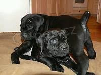 �t��ata z cukrov� t�tiny