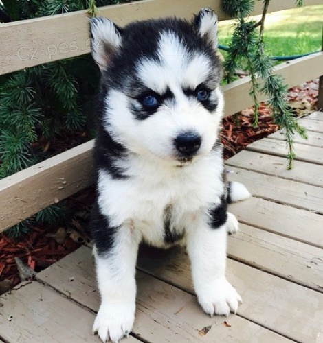 �t��ata Sibi�sk�ho huskyho s PP.