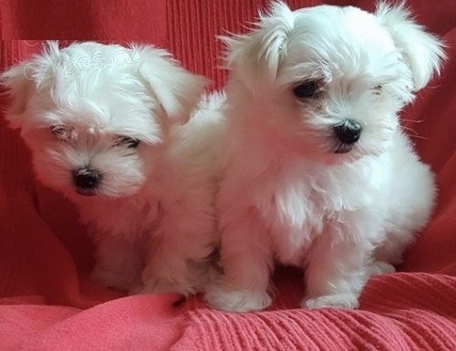 Maltsk� �t���tka s PP.