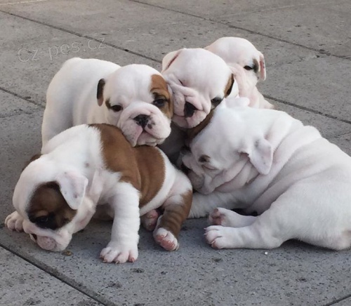 Anglick� buldok �t��ata s PP.