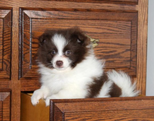 Miluj�c� a hezk� pomeransk� �t�n�