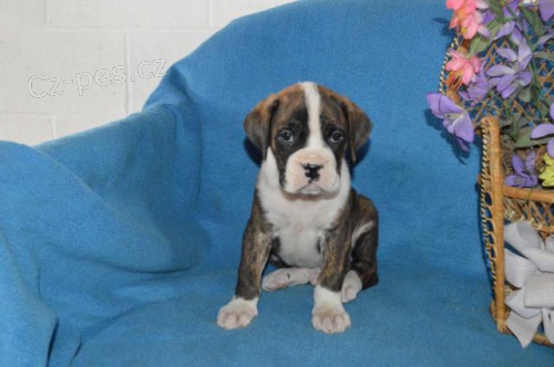  inteligentn� boxer �t��ata