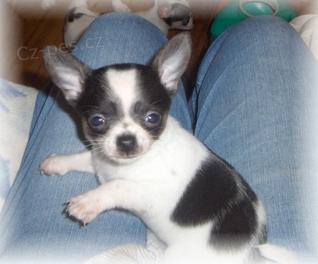 Sladk� �ivava �t�n�