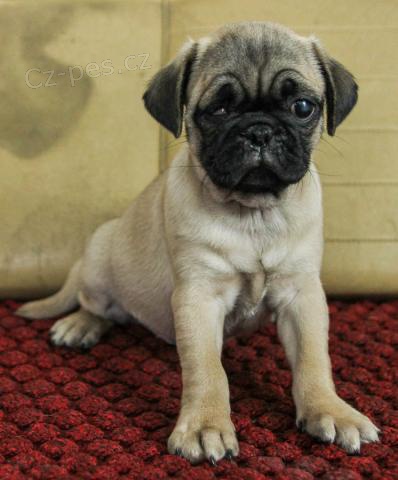 P��telsk� Mops Pups