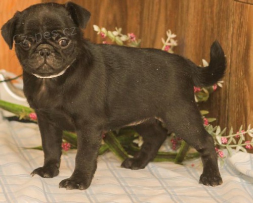 Drah� mopsl hybridn� �t��ata