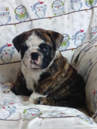  Americk� buldo�ek �t��ata