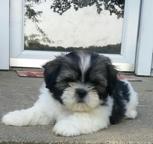 �t��ata Lhasa Apso