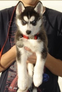 12 t�dn� mu�sk� a sami�� pln� plemeno siberian husky �t���tka