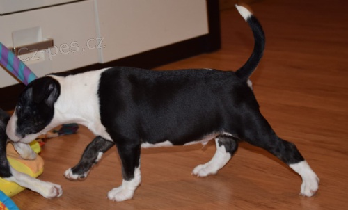 roztomil� dom�c� vyv��en� p��telsk� socializovat �t��ata b���ho teri�ra p�ipraven.