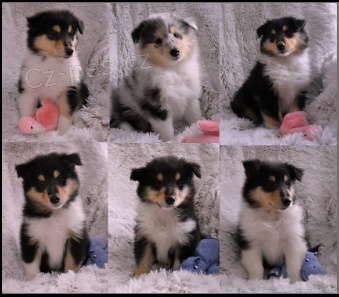 Kolie Dlouhosrst� s PP