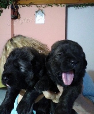 Kavkazsk� pasteveck� pes