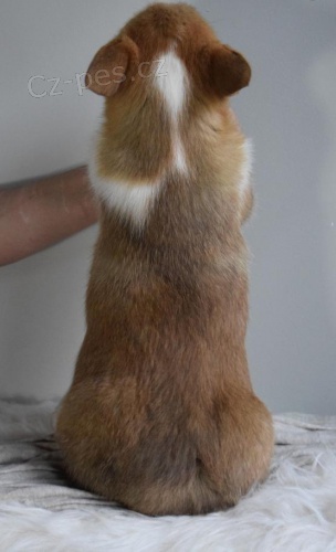 �t��ata Welsh Corgi (Pembroke) pot�ebuj� n�koho, kdo jim d� dobr� domov