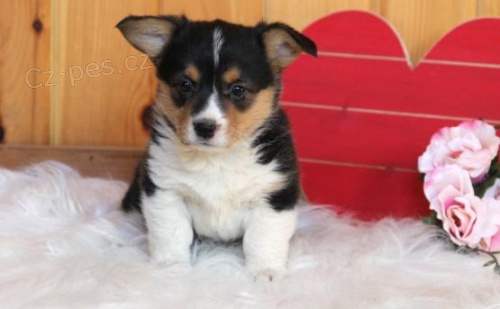 Kvalitn� vel�sk� Corgi Pembroke �t��ata p�ipravena