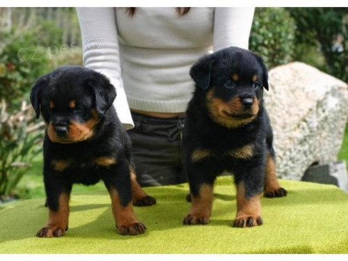 Rottweiler �t��ata s PP.