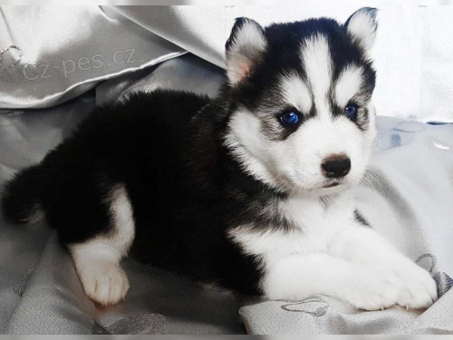 Sibi�sk� husky �t��ata s pp
