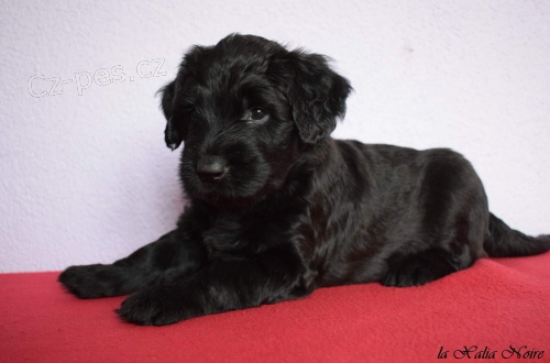 Briard� fenka s PP