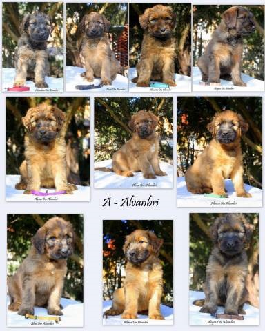 Briard �t��ata k odb�ru