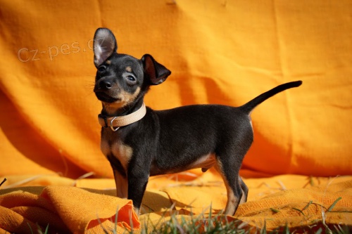 Prodej �t��at Pra�sk�ho krysa��ka s PP, Cheb