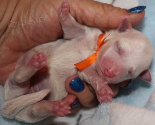 Bi�onek - Bichon Fris�