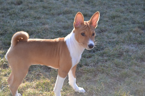 Basenji �t���tko - fenka s PP