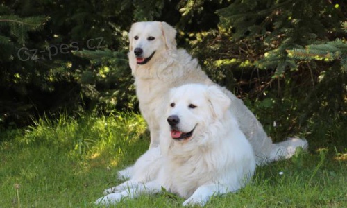 Slovensk� �uva� - �t��ata s PP