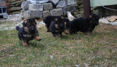 N�meck� ov��k na prodej s PP