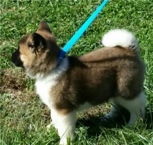 Akita Inu �t��ata k dispozici vynikaj�c� s PP.