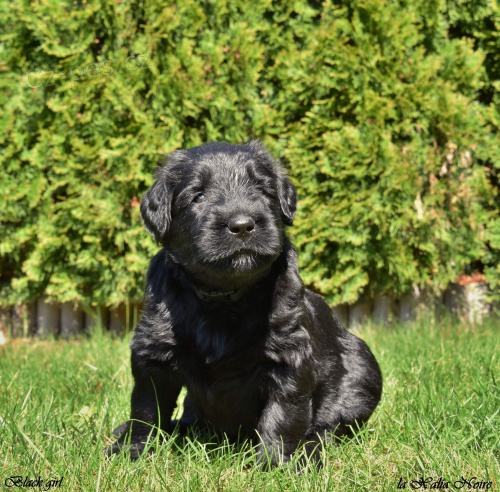 Briard �ern� �t��ata s PP