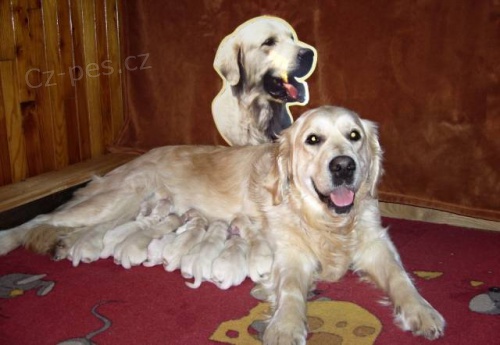 �t���tka Zlat�ho retrievera