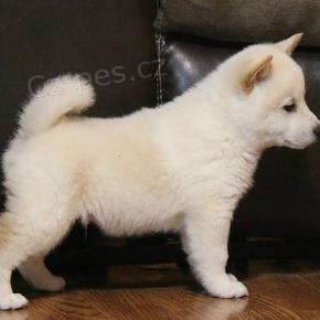 .Shiba-Inu �t��ata s pp na prodej