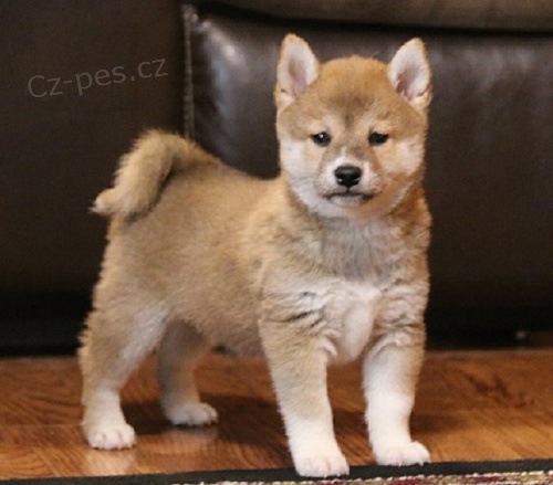 Shiba-Inu �t��ata s pp na prodej