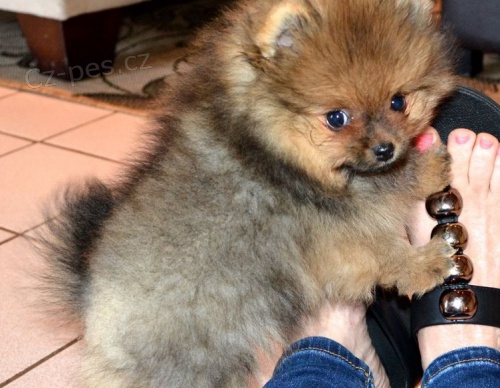 N�meck� �pic na prodej s PP