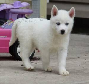 Sibi�sk� husky na prodej s PP